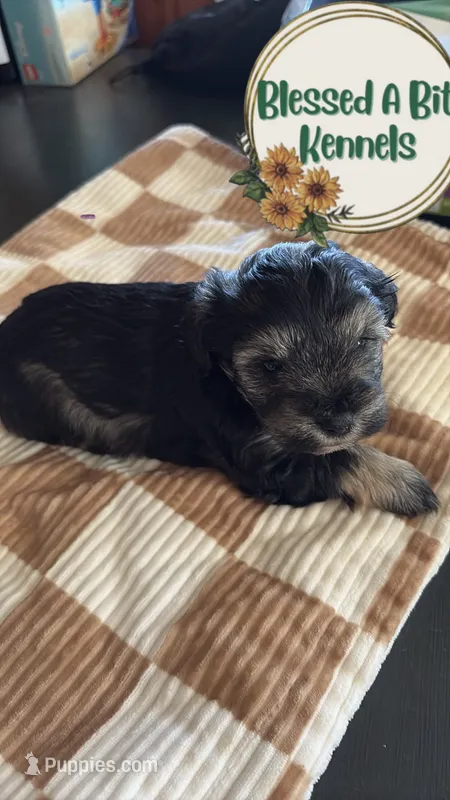 Salt and Peoper female