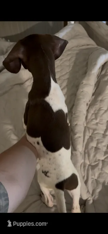 AKC German shorthaired pointer – German Shorthaired Pointer puppy for sale in Munford, TN