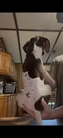 AKC German shorthaired pointer, a male German Shorthaired Pointer for sale in Munford, TN – 2 of 3