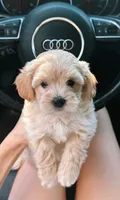 Hazel, a female Maltipoo for sale in Redondo Beach, CA – 1 of 1