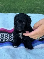 Carney, a male Poodle - Miniature  for sale in Bakersfield, CA – 1 of 1