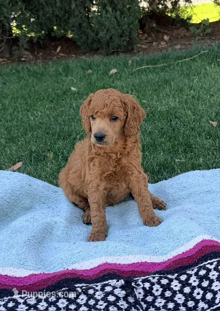 Teddy Jack – Poodle - Miniature  puppy for sale in Bakersfield, CA