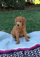 Teddy Jack, a male Poodle - Miniature  for sale in Bakersfield, CA – 1 of 1