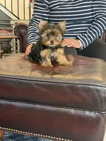 Spanky, a male Yorkshire Terrier for sale in Valparaiso, IN – Photo 4 of 7