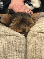 Spanky, a male Yorkshire Terrier for sale in Valparaiso, IN – Photo 1 of 7