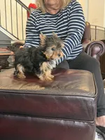 Spanky, a male Yorkshire Terrier for sale in Valparaiso, IN – Photo 6 of 7