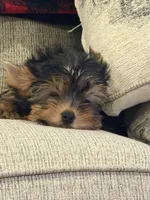 Spanky, a male Yorkshire Terrier for sale in Valparaiso, IN – Photo 2 of 7