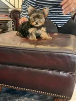 Spanky, a male Yorkshire Terrier for sale in Valparaiso, IN – Photo 5 of 7