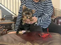 Alfalpha, a male Yorkshire Terrier for sale in Valparaiso, IN – Photo 1 of 6