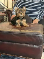 Alfalpha, a male Yorkshire Terrier for sale in Valparaiso, IN – Photo 2 of 6