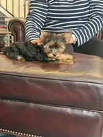 Alfalpha, a male Yorkshire Terrier for sale in Valparaiso, IN – Photo 5 of 6