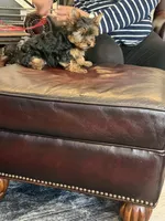 Alfalpha, a male Yorkshire Terrier for sale in Valparaiso, IN – Photo 3 of 6