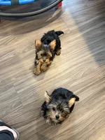 Alfalpha, a male Yorkshire Terrier for sale in Valparaiso, IN – Photo 6 of 6