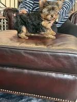 Alfalpha, a male Yorkshire Terrier for sale in Valparaiso, IN – Photo 4 of 6