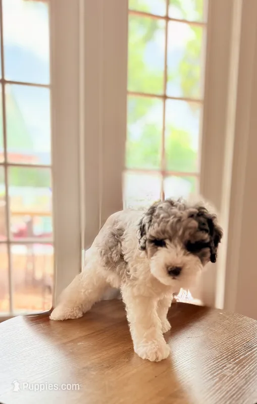 Dill – Shihpoo puppy for sale in Dade City, FL