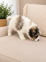 Dill, a male Shihpoo for sale in Dade City, FL – 3 of 5