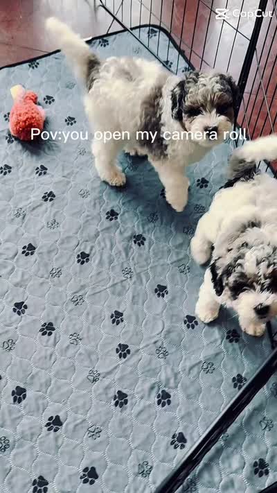 Pickles, a female Shihpoo for sale in Dade City, FL – 4 of 4