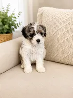 Dill, a male Shihpoo for sale in Dade City, FL – 4 of 5