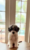 Pickles, a female Shihpoo for sale in Dade City, FL – 2 of 4