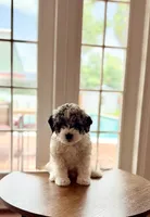 Pickles, a female Shihpoo for sale in Dade City, FL – 3 of 4