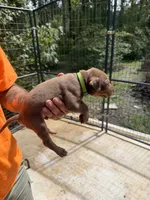 Light green collar, a male Catahoula Leopard Dog for sale in Brooksville, FL – 2 of 4