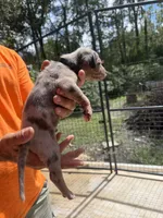 Black collar, a male Catahoula Leopard Dog for sale in Brooksville, FL – 3 of 5