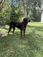 Pink collar, a female Catahoula Leopard Dog for sale in Brooksville, FL – 4 of 4