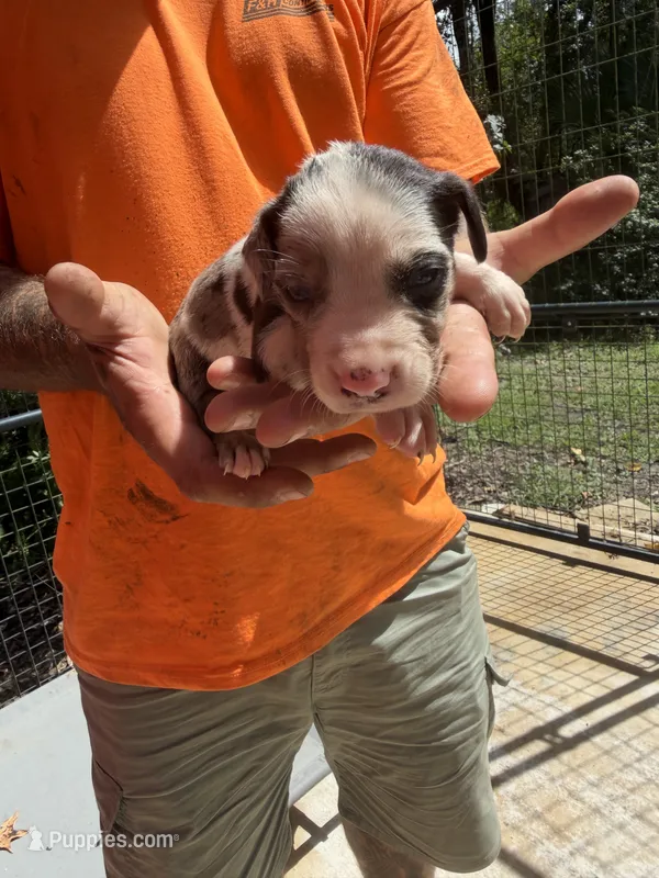 No collar – Catahoula Leopard Dog puppy for sale in Brooksville, FL