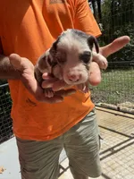 No collar, a male Catahoula Leopard Dog for sale in Brooksville, FL – 1 of 5