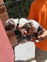 Dark green collar, a male Catahoula Leopard Dog for sale in Brooksville, FL – 2 of 5