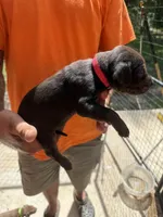 Pink collar, a female Catahoula Leopard Dog for sale in Brooksville, FL – 2 of 4