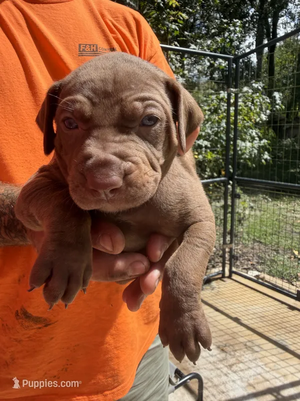 Light blue collar – Catahoula Leopard Dog puppy for sale in Brooksville, FL