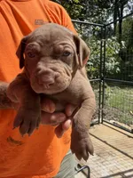 Light blue collar, a female Catahoula Leopard Dog for sale in Brooksville, FL – 1 of 4