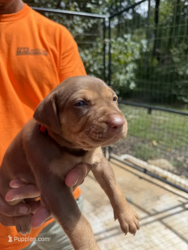 Red collar – Catahoula Leopard Dog puppy for sale in Brooksville, FL