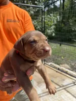Red collar, a male Catahoula Leopard Dog for sale in Brooksville, FL – 1 of 4