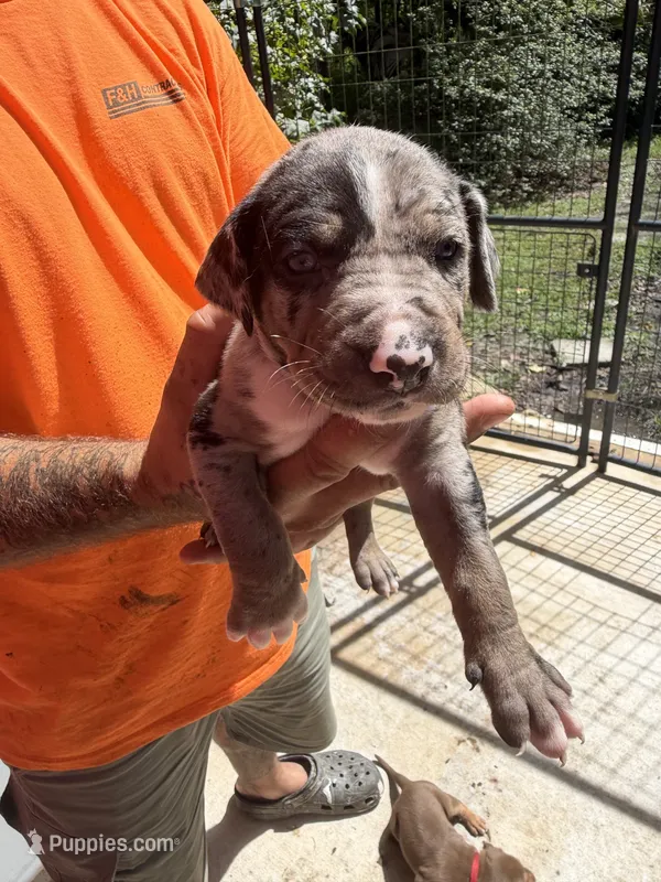 Dark blue collar – Catahoula Leopard Dog puppy for sale in Brooksville, FL