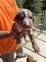 Dark blue collar, a male Catahoula Leopard Dog for sale in Brooksville, FL – 1 of 4