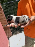 No collar, a male Catahoula Leopard Dog for sale in Brooksville, FL – 3 of 5