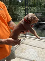 Red collar, a male Catahoula Leopard Dog for sale in Brooksville, FL – 2 of 4