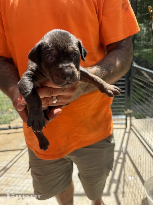 Pink collar – Catahoula Leopard Dog puppy for sale in Brooksville, FL