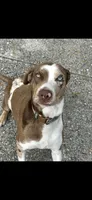 Dark blue collar, a male Catahoula Leopard Dog for sale in Brooksville, FL – 3 of 4