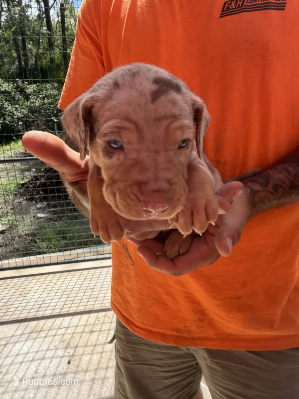 Yellow collar – Catahoula Leopard Dog puppy for sale in Brooksville, FL