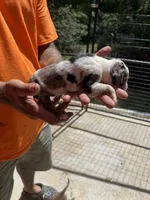 No collar, a male Catahoula Leopard Dog for sale in Brooksville, FL – 2 of 5