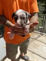 Dark green collar, a male Catahoula Leopard Dog for sale in Brooksville, FL – 1 of 5