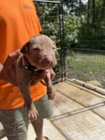 White collar, a male Catahoula Leopard Dog for sale in Brooksville, FL – 1 of 4