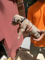 Black collar, a male Catahoula Leopard Dog for sale in Brooksville, FL – 2 of 5