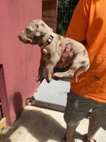 White collar, a male Catahoula Leopard Dog for sale in Brooksville, FL – 2 of 4