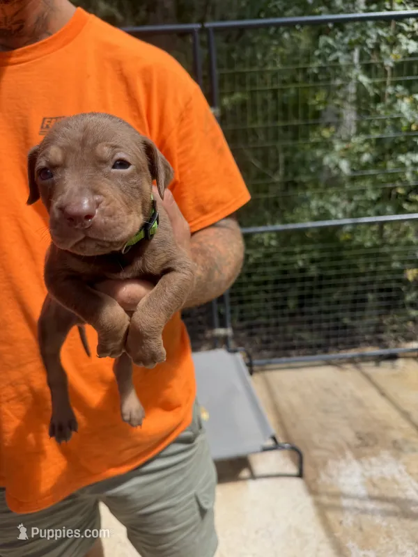 Light green collar – Catahoula Leopard Dog puppy for sale in Brooksville, FL