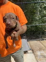 Light green collar, a male Catahoula Leopard Dog for sale in Brooksville, FL – 1 of 4