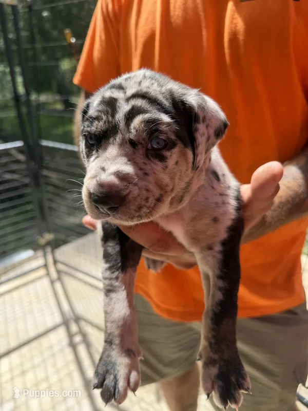 Purple collar – Catahoula Leopard Dog puppy for sale in Brooksville, FL